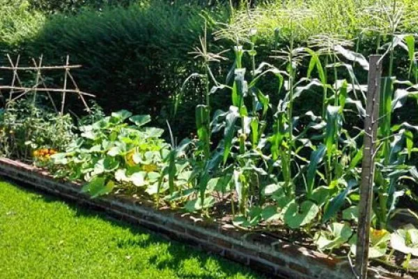 huerta cultivo organico 