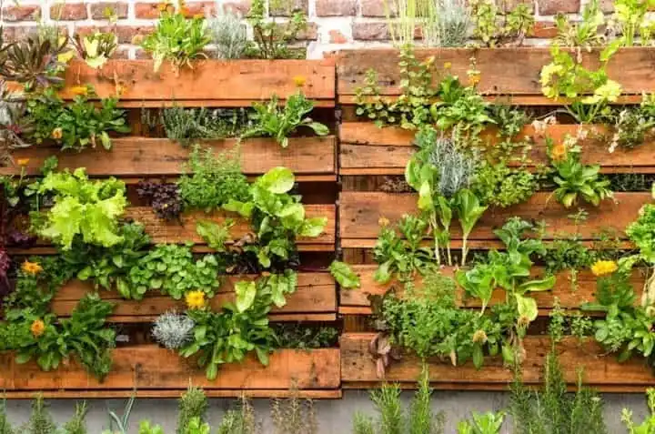 vegetales