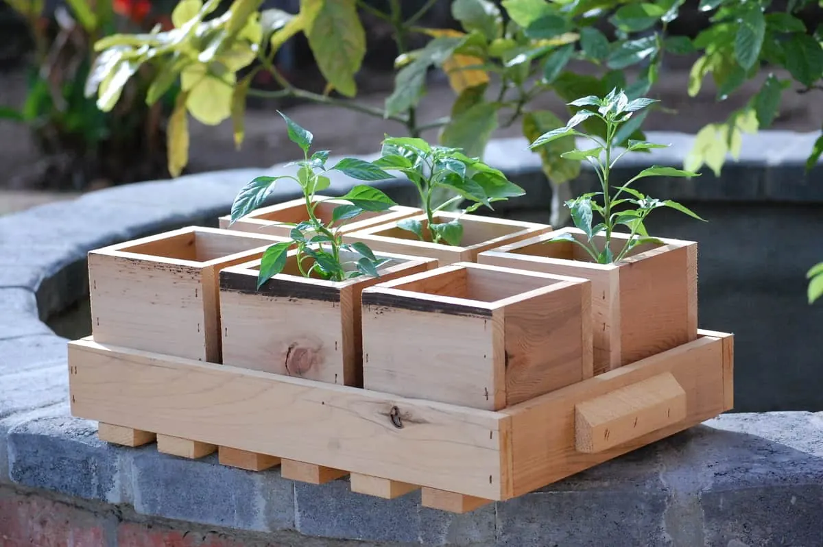 Huerto casero: alimentos que se pueden cultivar en casa