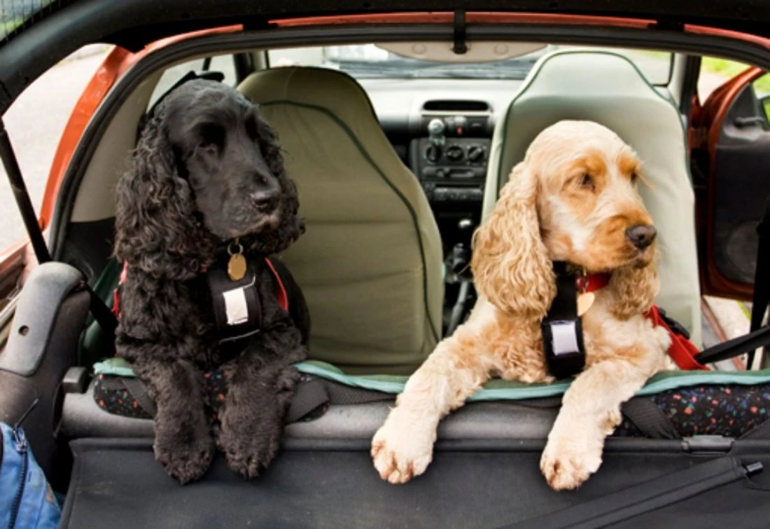 vacaciones viajar con mascotas