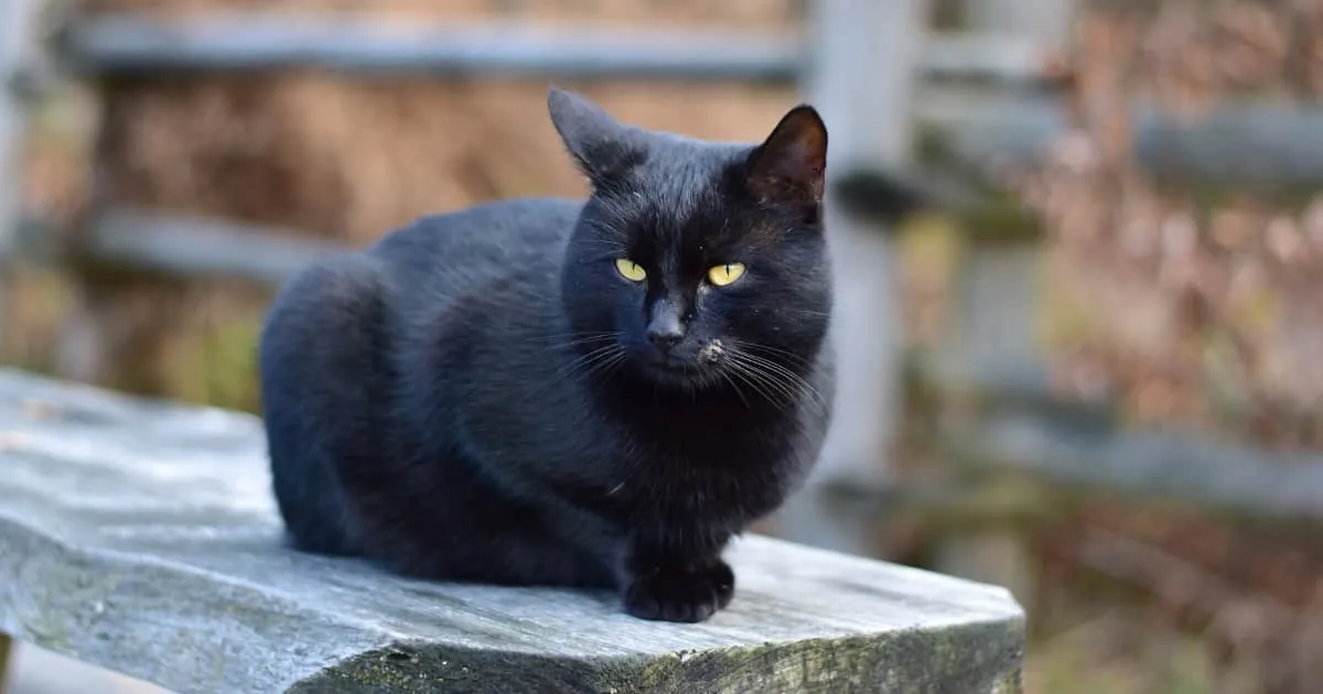 gato negro mala suerte
