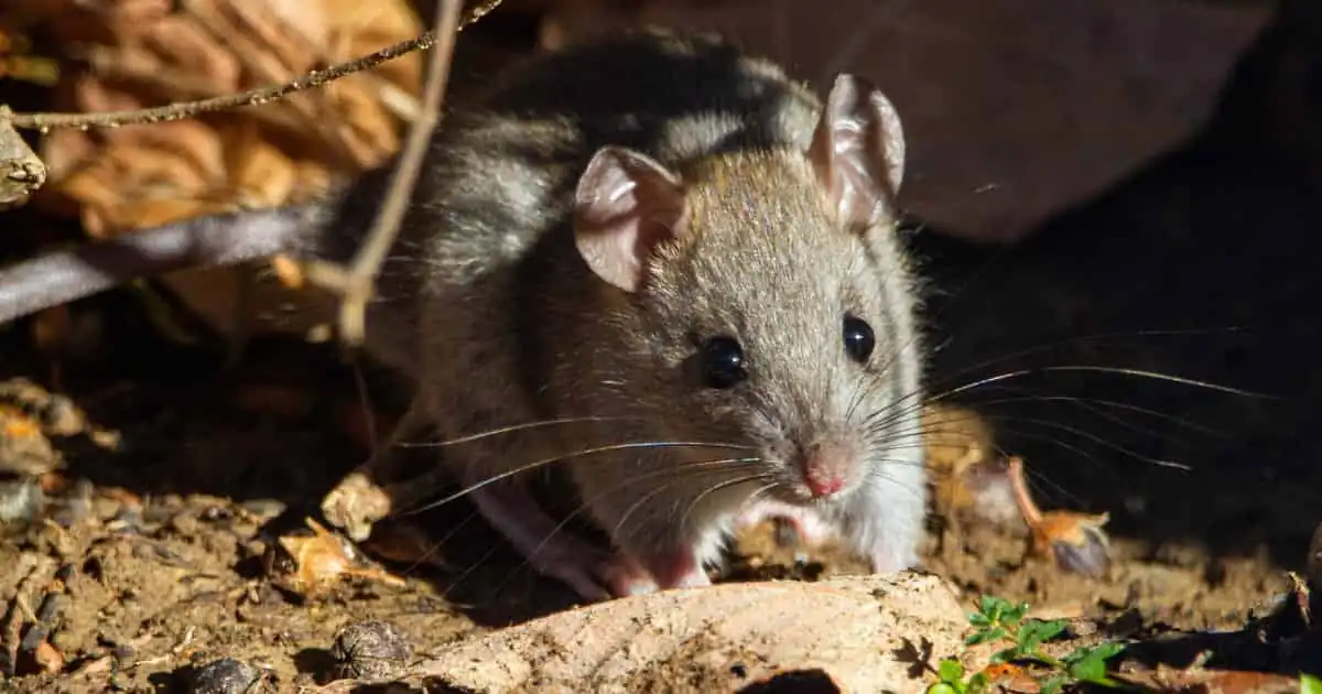 nido de ratas en casa