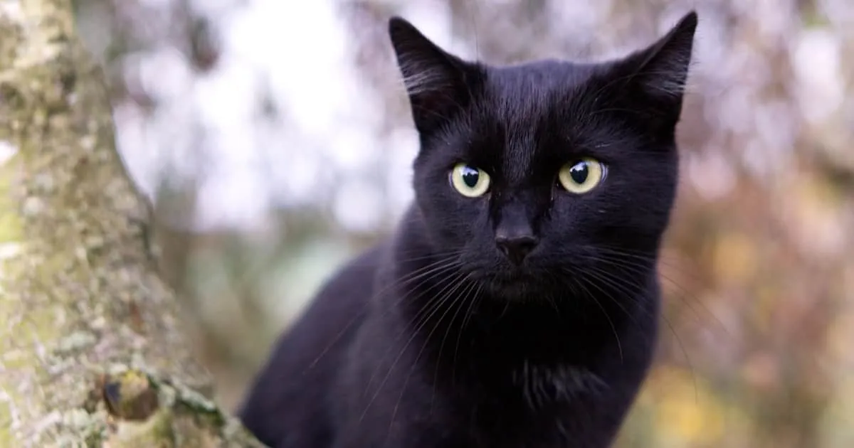 gato negro como mascota