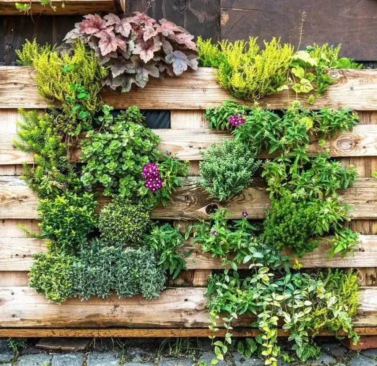 Diferentes plantas para jardín vertical.