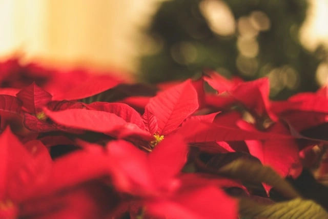 flor de navidad