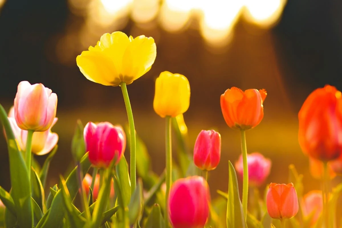 Campo de tulipanes de colores vibrantes al atardecer, un ejemplo del esplendor que se logra al cuidar correctamente los tulipanes desde la plantación.