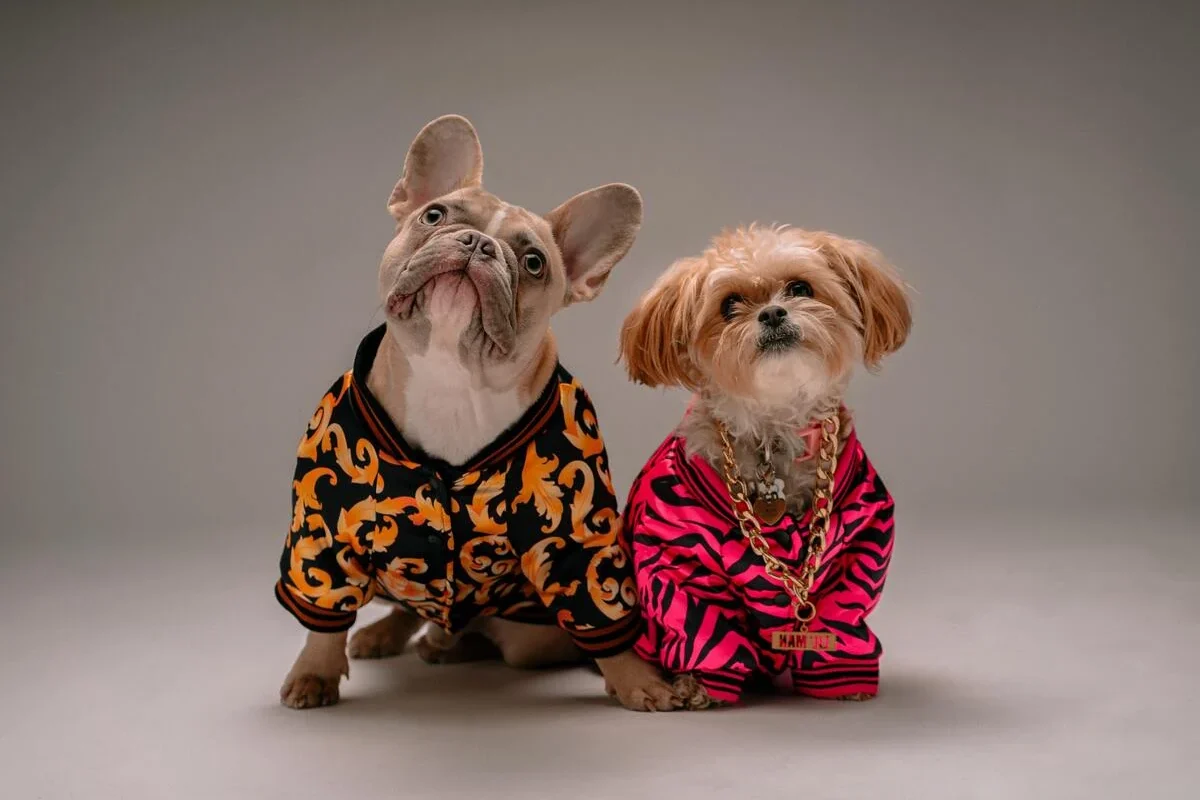 Frío de perros: ¿Debo abrigar a mi mascota en invierno?