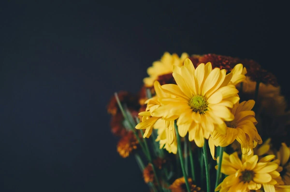 qué significa regalar flores amarillas