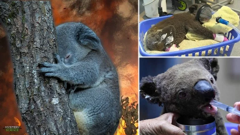 Collage con un koala abrazado a un tronco ante las llamas, otro vendado y otro bebiendo de una jeringa