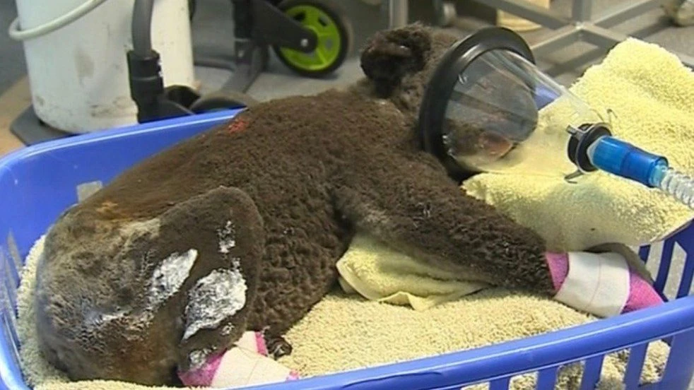 Koala quemado y vendado con mascarilla de oxígeno recostado en una cesta azul sobre una manta