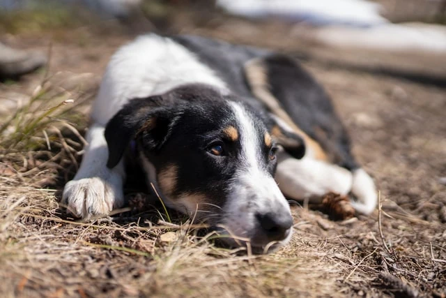 Perro de aspecto decaído y enfermo acostado en el suelo, mostrando los síntomas de un perro con diarrea que necesita alimentos y cuidados especiales.