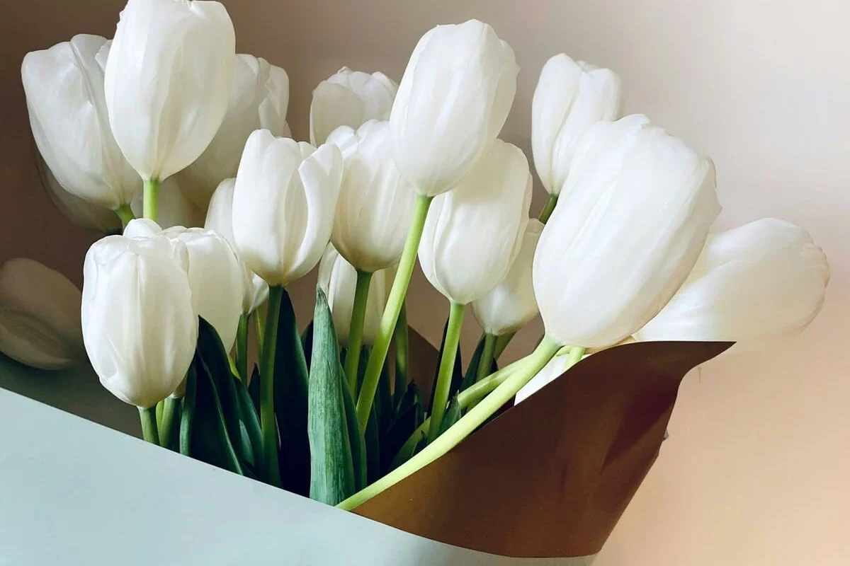 Cómo cuidar los tulipanes