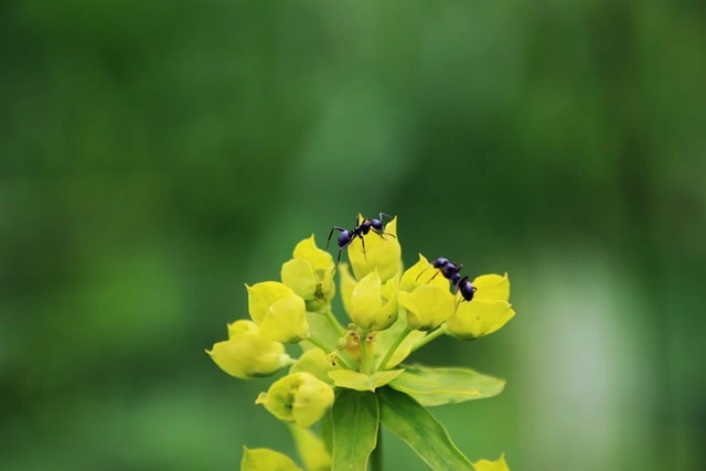 insecticidas naturales