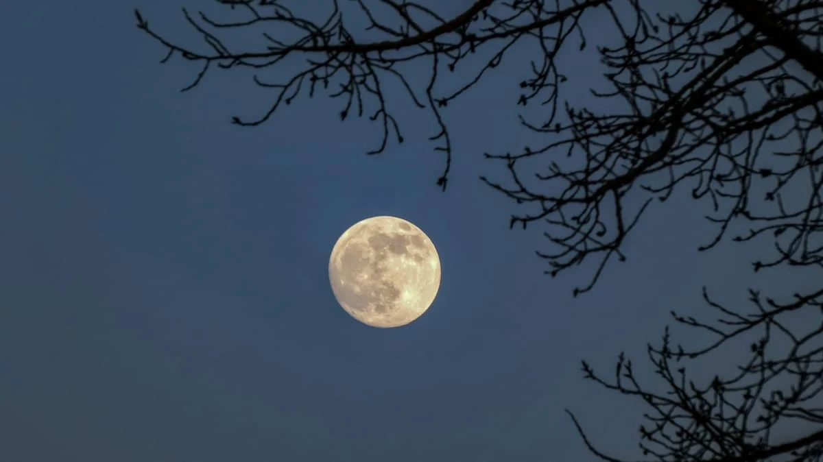 predicciones luna nueva