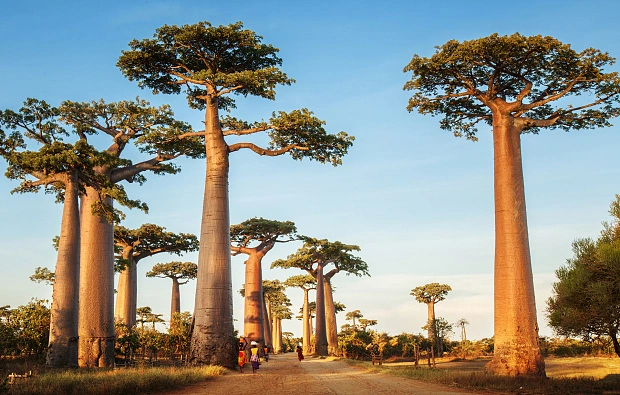 madagascar