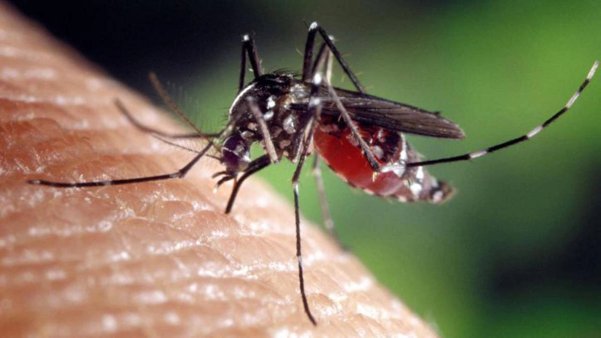 repelente casero para mosquitos