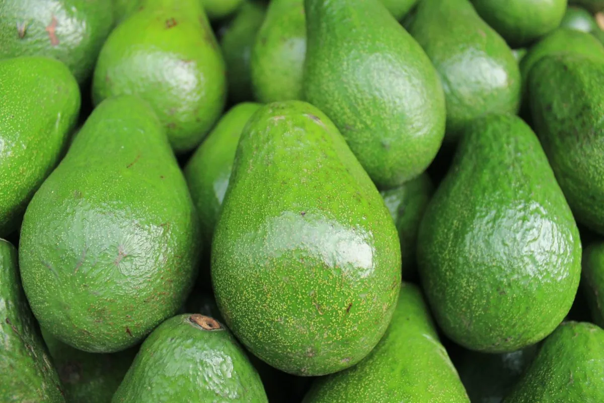 como madurar palta