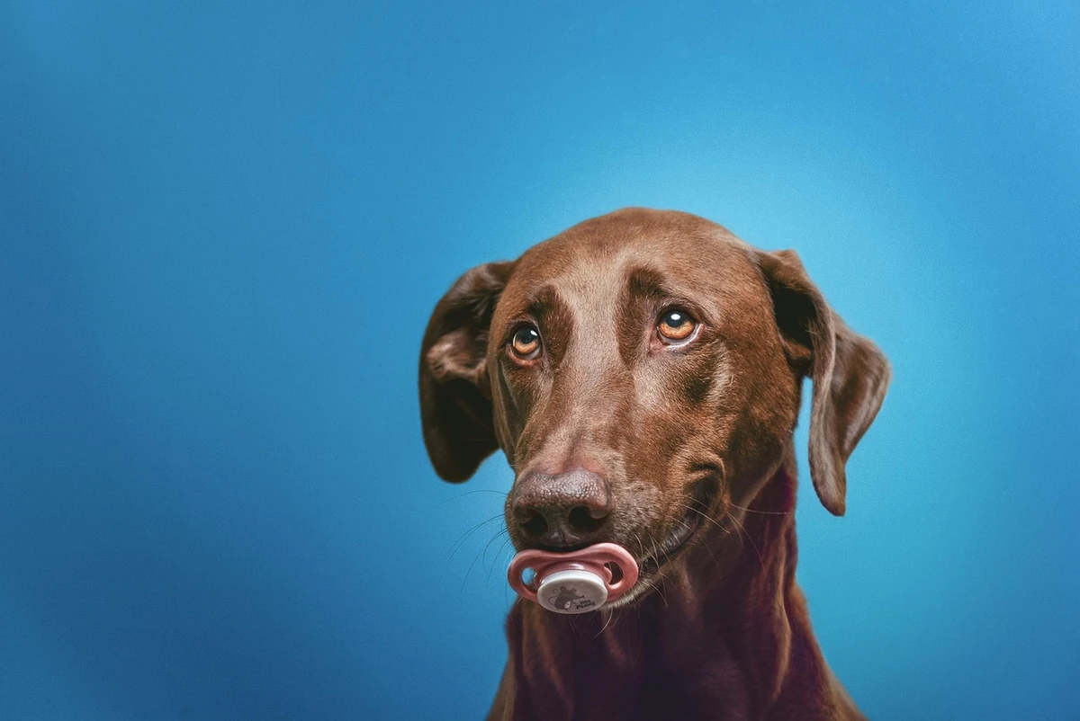 Perro de aspecto suplicante, representando los alimentos que se deben evitar para ayudar a la recuperación de un perro con diarrea.