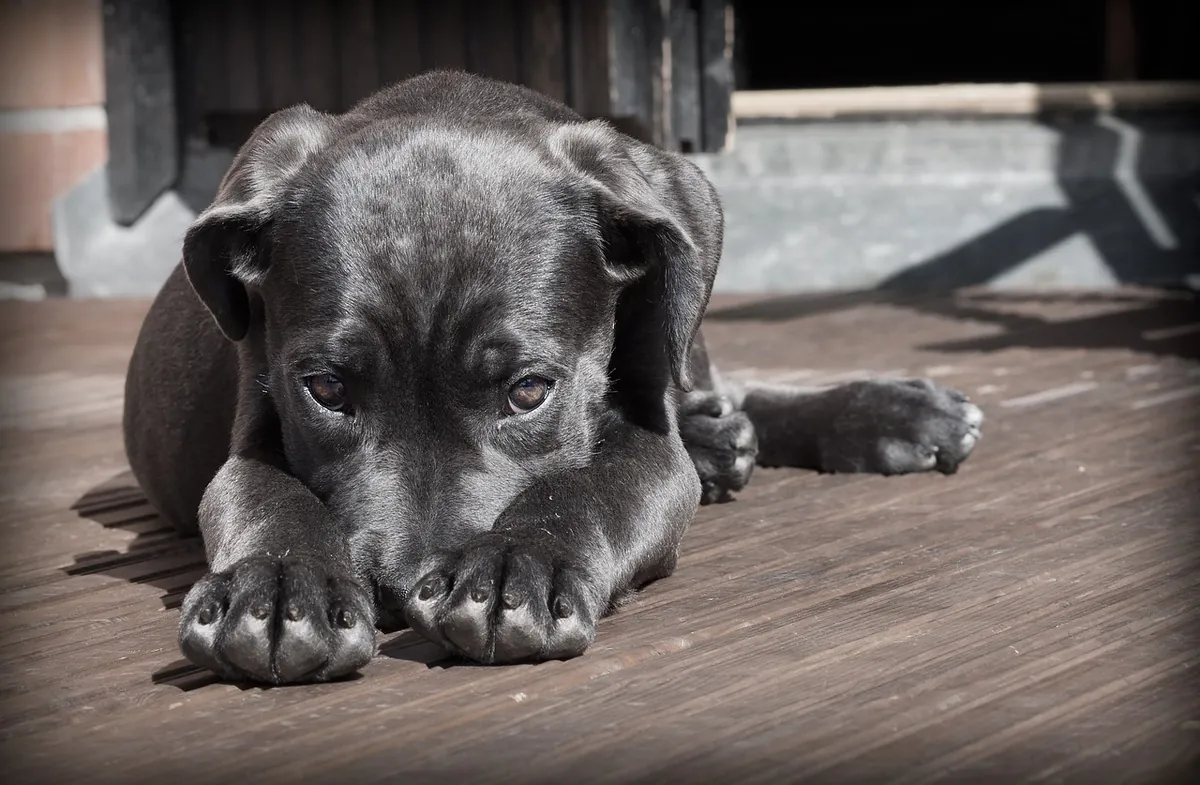 Cachorro negro con aspecto triste, mostrando la importancia de darle agua y suero a un perro con diarrea para evitar la deshidratación.