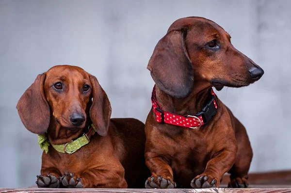 Dos perros Dachshund de pelo corto, uno con collar rojo y otro con collar verde.