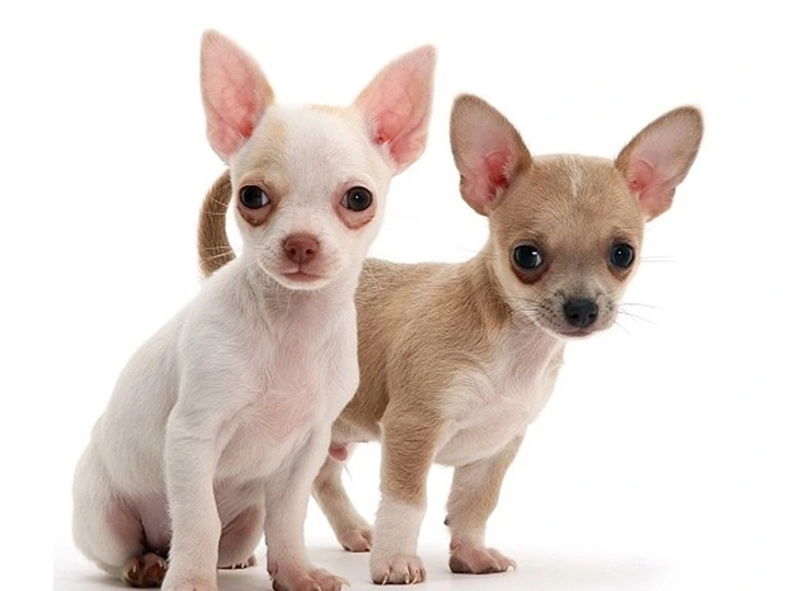 Dos perros Chihuahua de tamaño pequeño posando sobre fondo blanco.