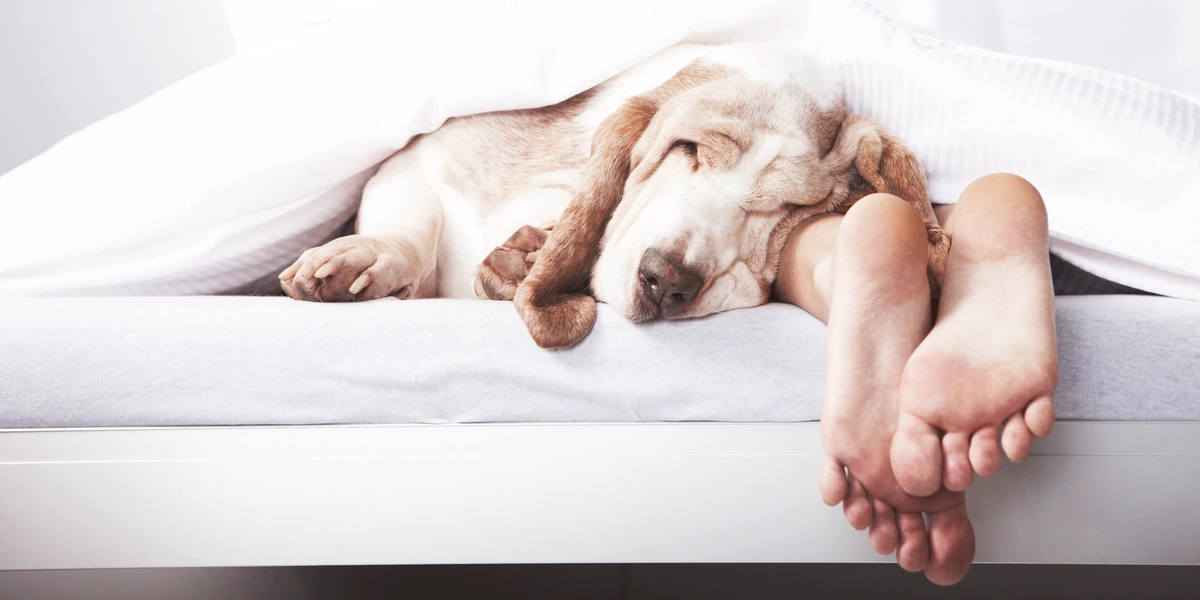 perros en la cama