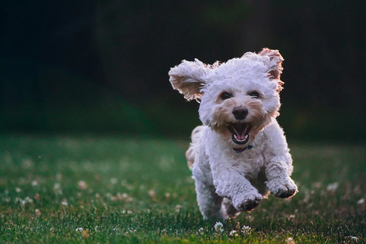 Perro pequeño de raza Bichón Frisé corriendo alegremente sobre césped verde.