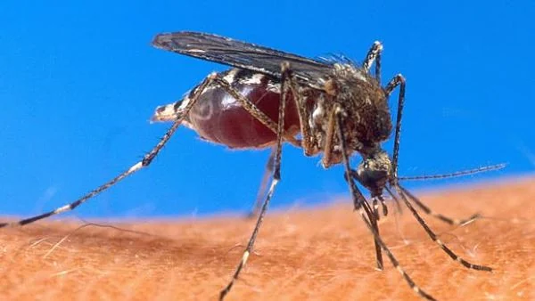 repelente de mosquitos casero para perros