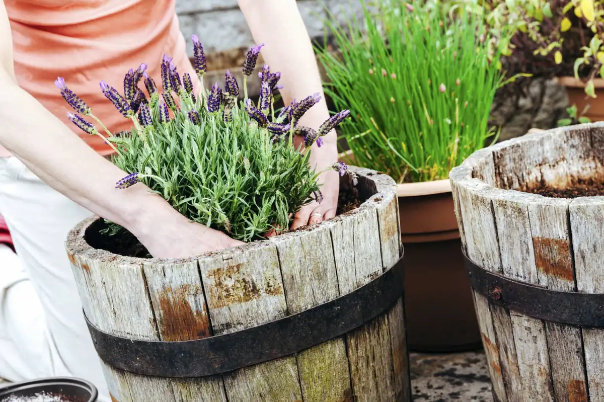 Persona plantando lavanda en flor en una maceta rústica de barril de madera, un paso clave para cultivarla en casa como planta medicinal.