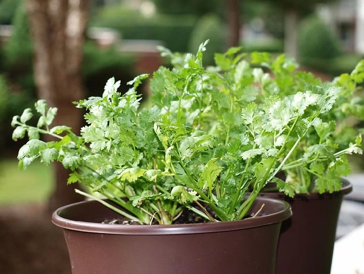 plantas aromaticas 