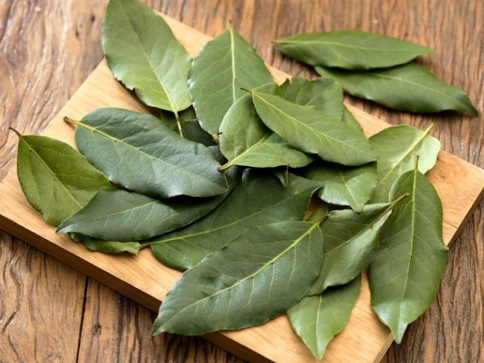 laurel