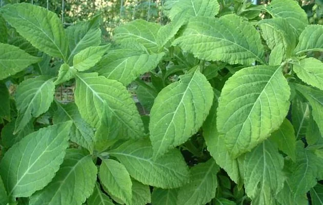 salvia