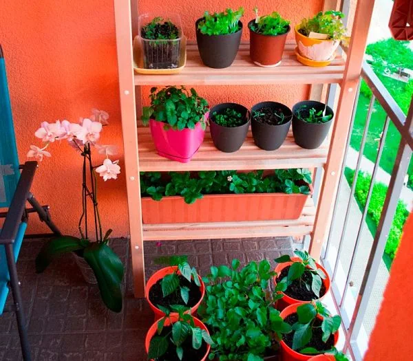 huerta en casa 