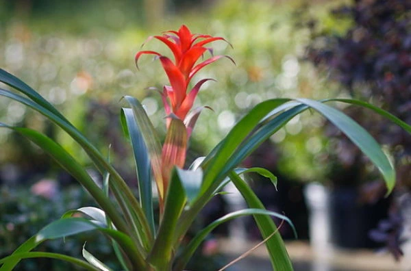 plantas de interior bromelia 1_opt