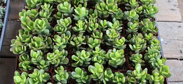 plantas de interior jade 1_opt