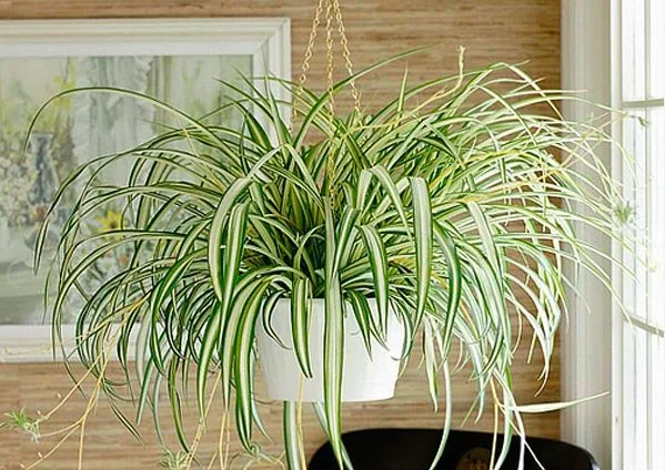 plantas de interior lazo 2