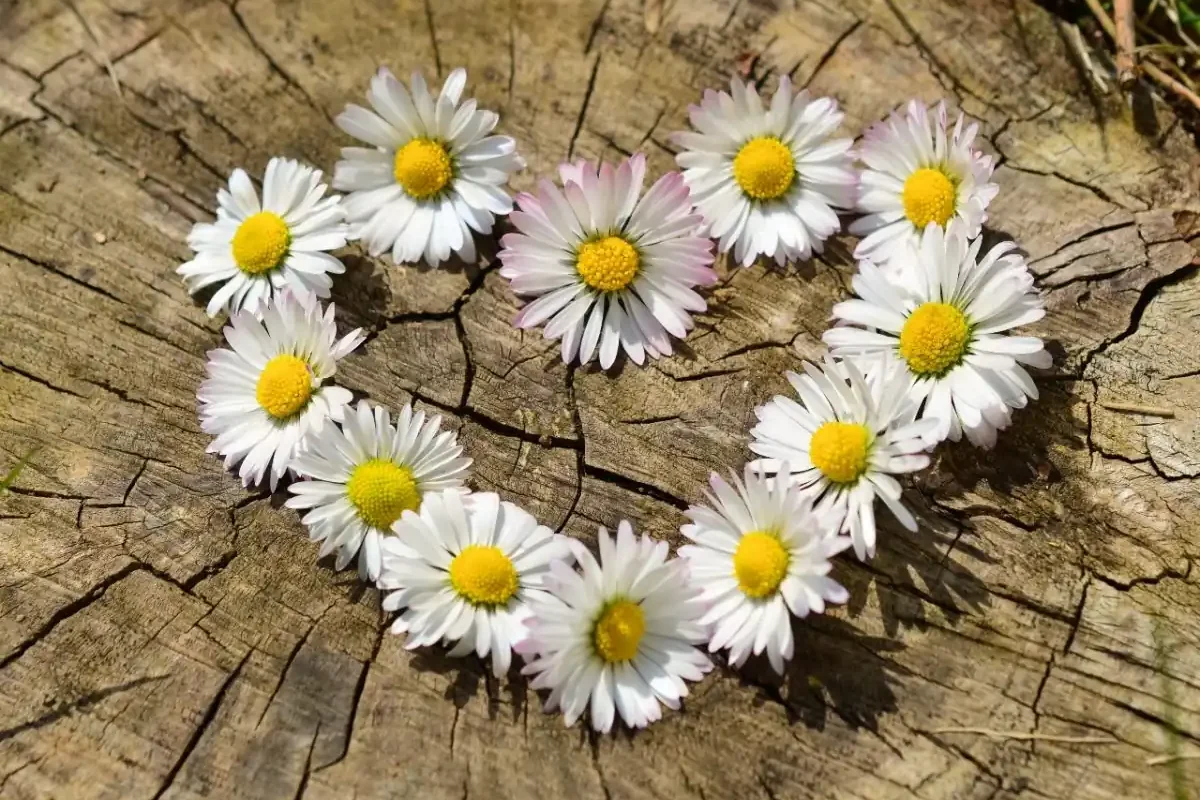 primavera amor