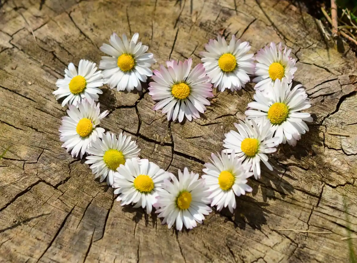 primavera amor