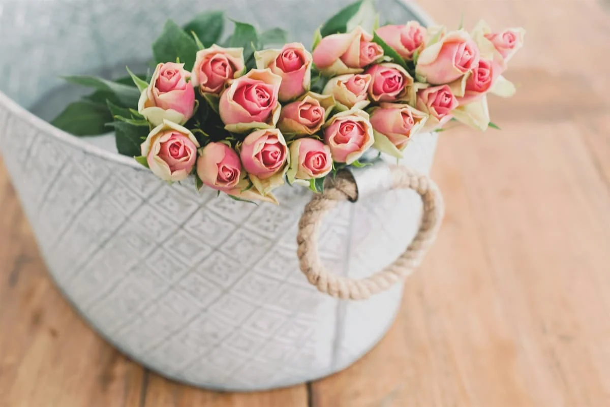 tipos de rosas