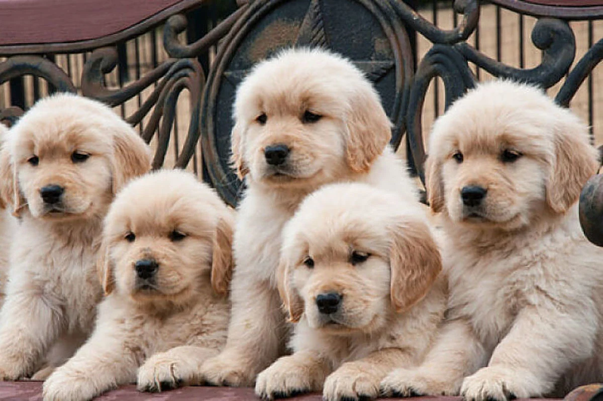 mejores razas de perros