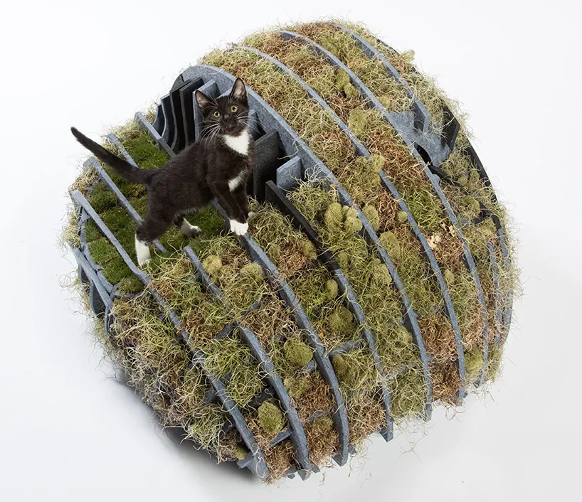 refugios para gatos