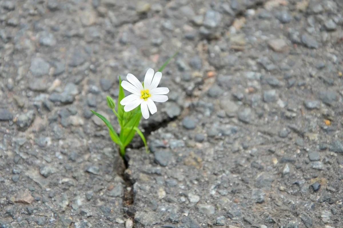 resiliencia empatia