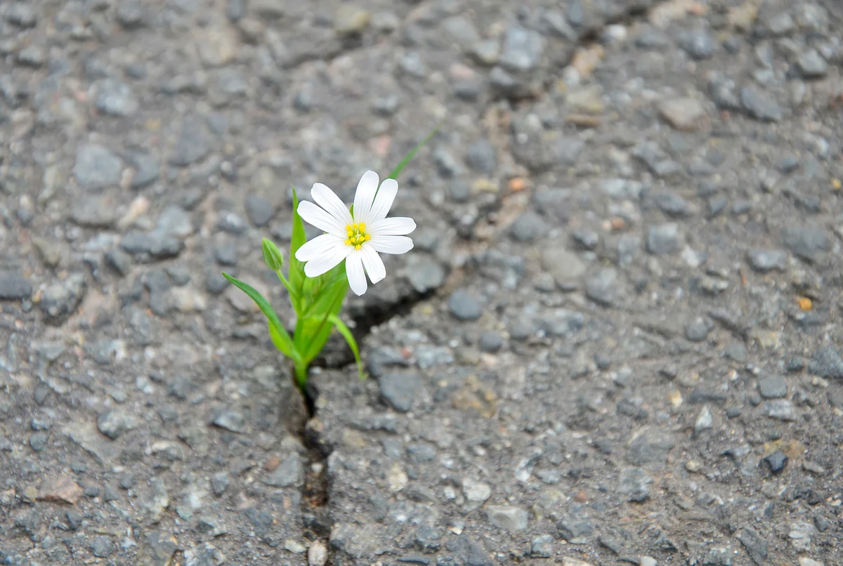 resiliencia empatia