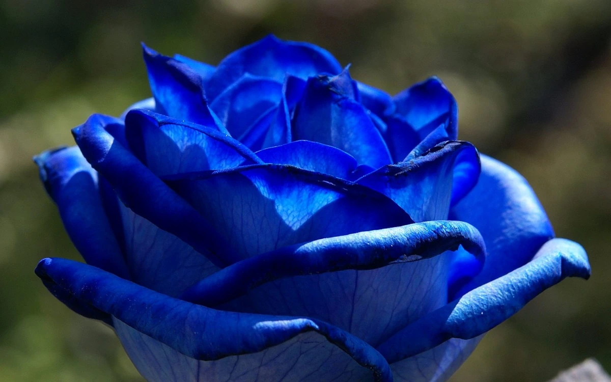 significado de las rosas azules

