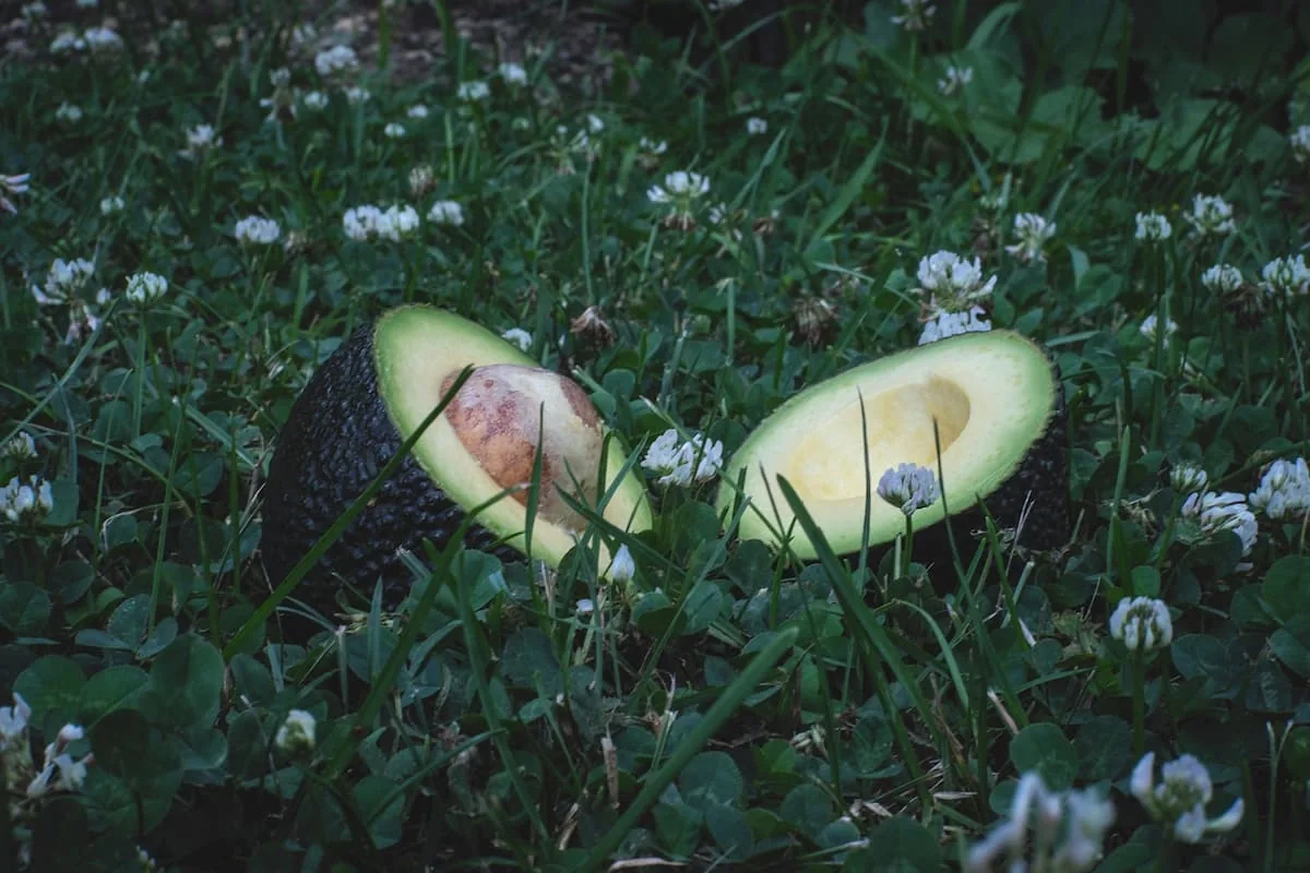 hueso del aguacate
