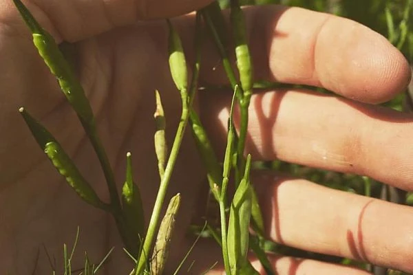 huerta en casa semillas