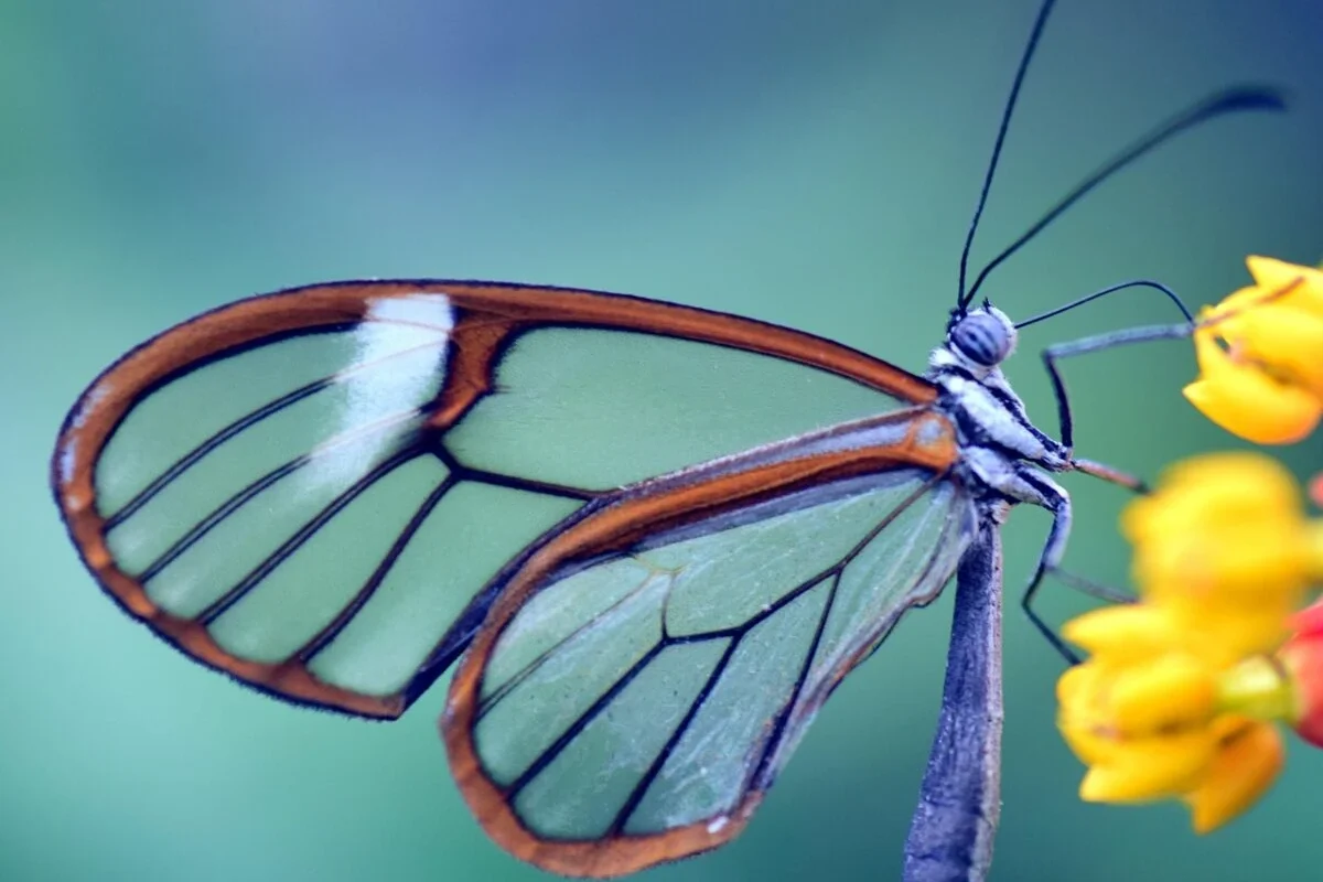 simbolismo de regalar mariposa de cristal