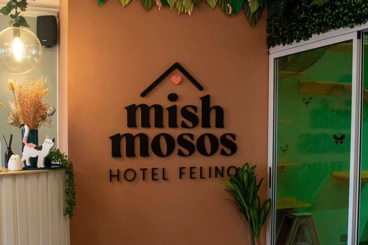 El hotel de gatos Mishmosos tiene varias sucursales en Buenos Aires.