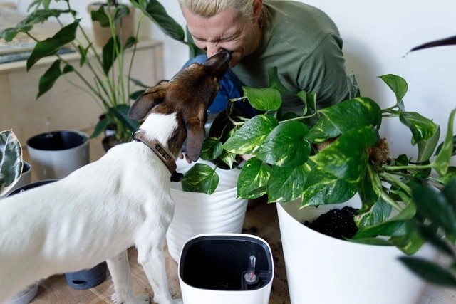 como cuidar plantas con vinagre