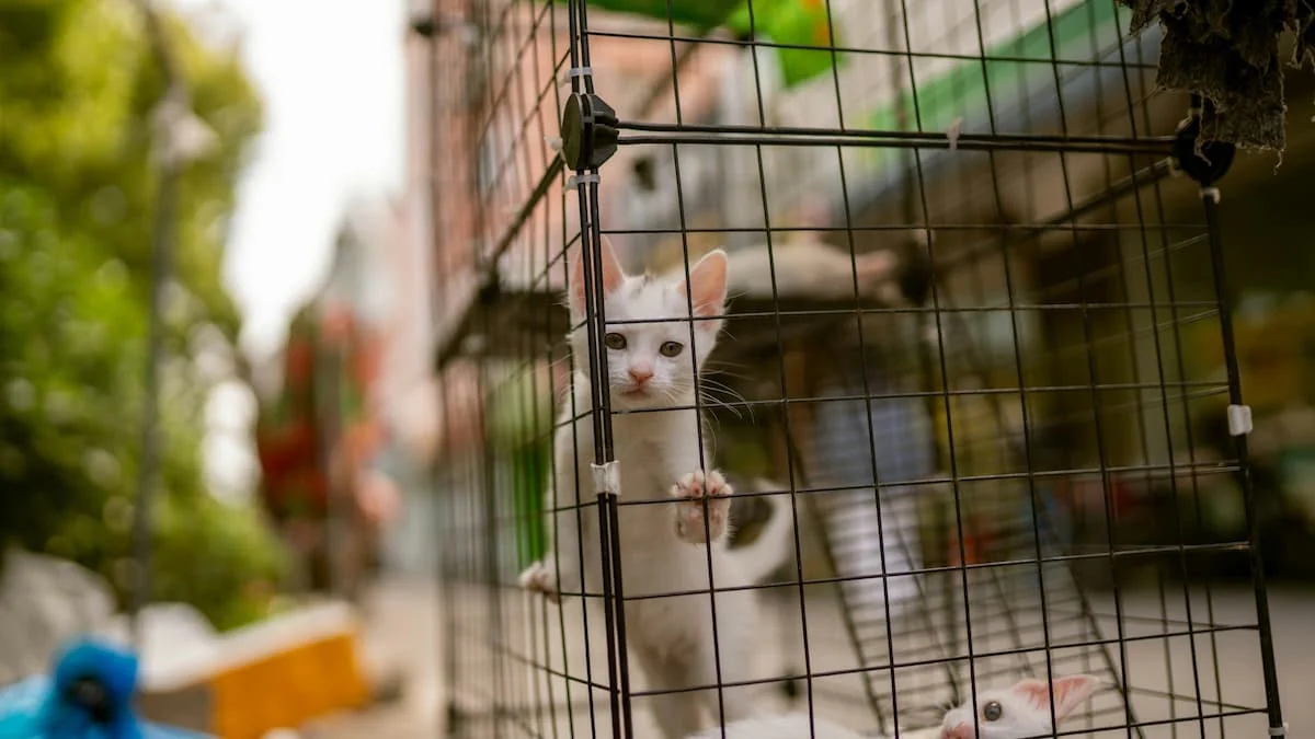 prohiben la venta de gatos en ny
